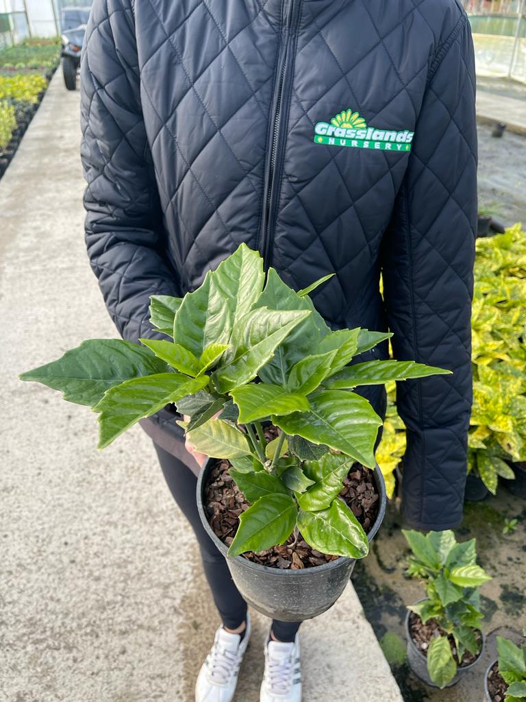 Aucuba Japonica Rozannie 3 Litre Pot