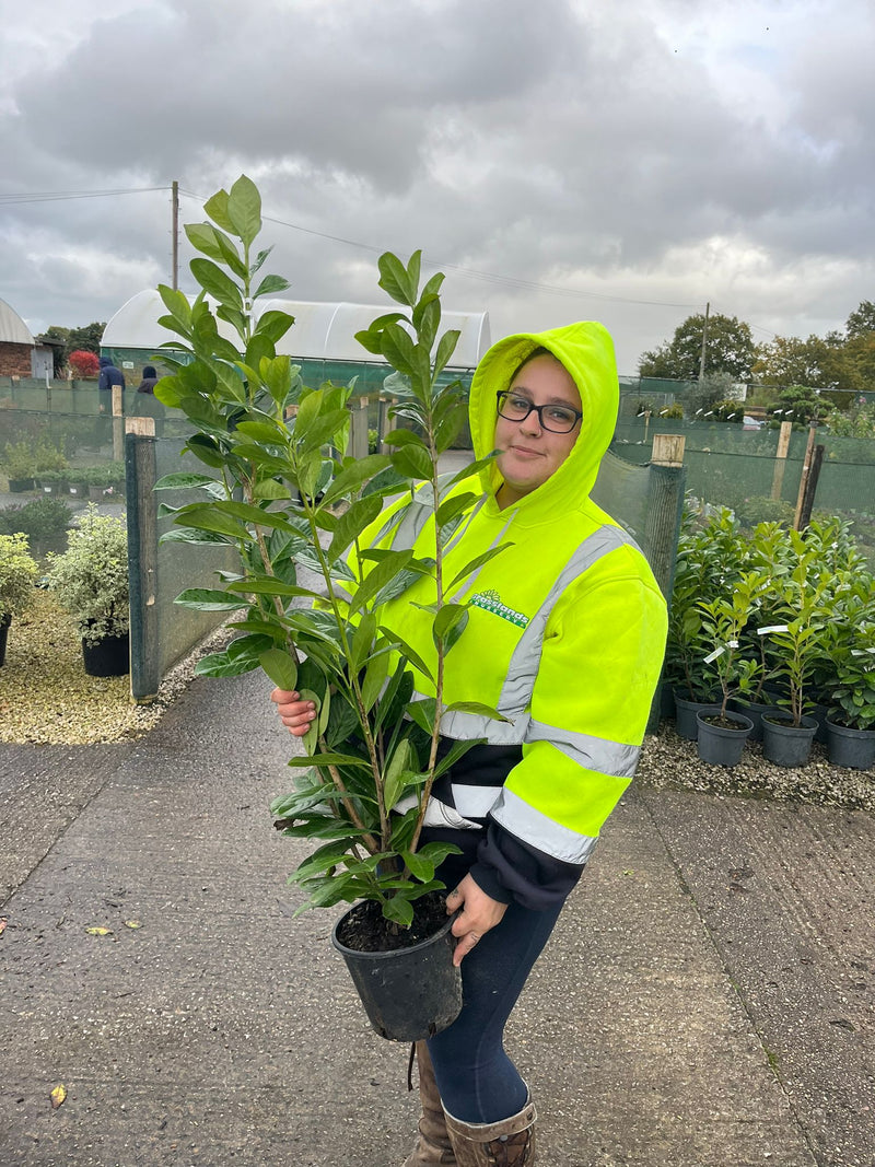 Laurel Hedging Cherry Laurel Novita 3.5 Litre