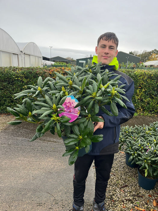 Rhododendron Hybrid Roseum Elegans 7.5 Litre Pot