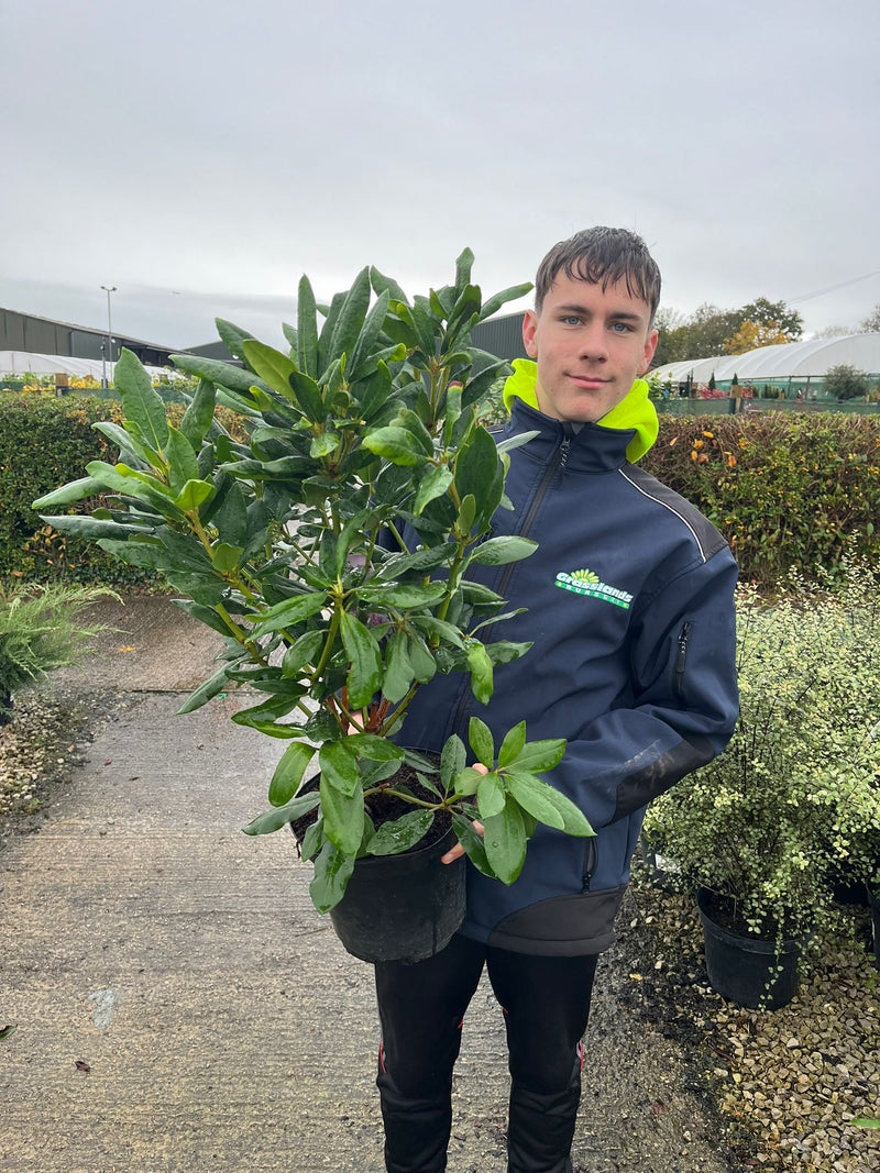 Rhododendron Hybrid Roseum Elegans 5 Litre Pot
