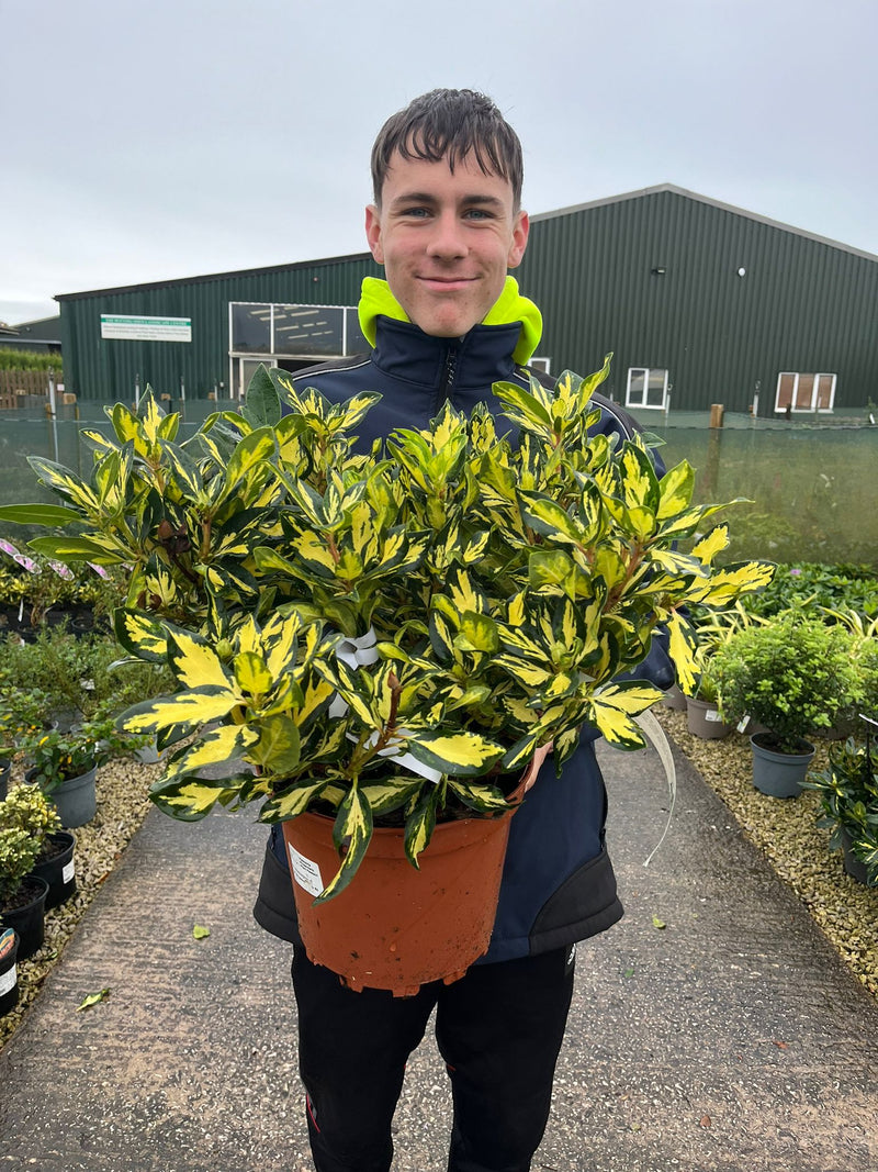 Rhododendron Blattgold 7.5 Litre Pot