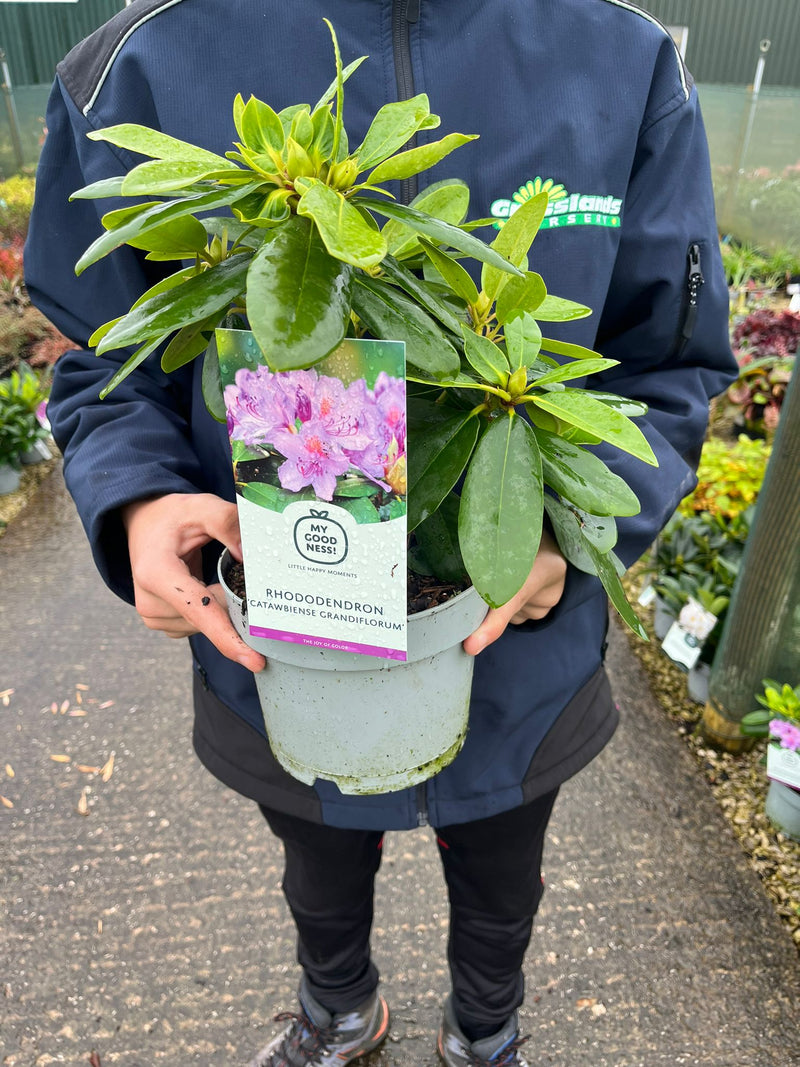 Rhododendron Hybrid Catawbiense Grandiflorum 2 Litre Pot