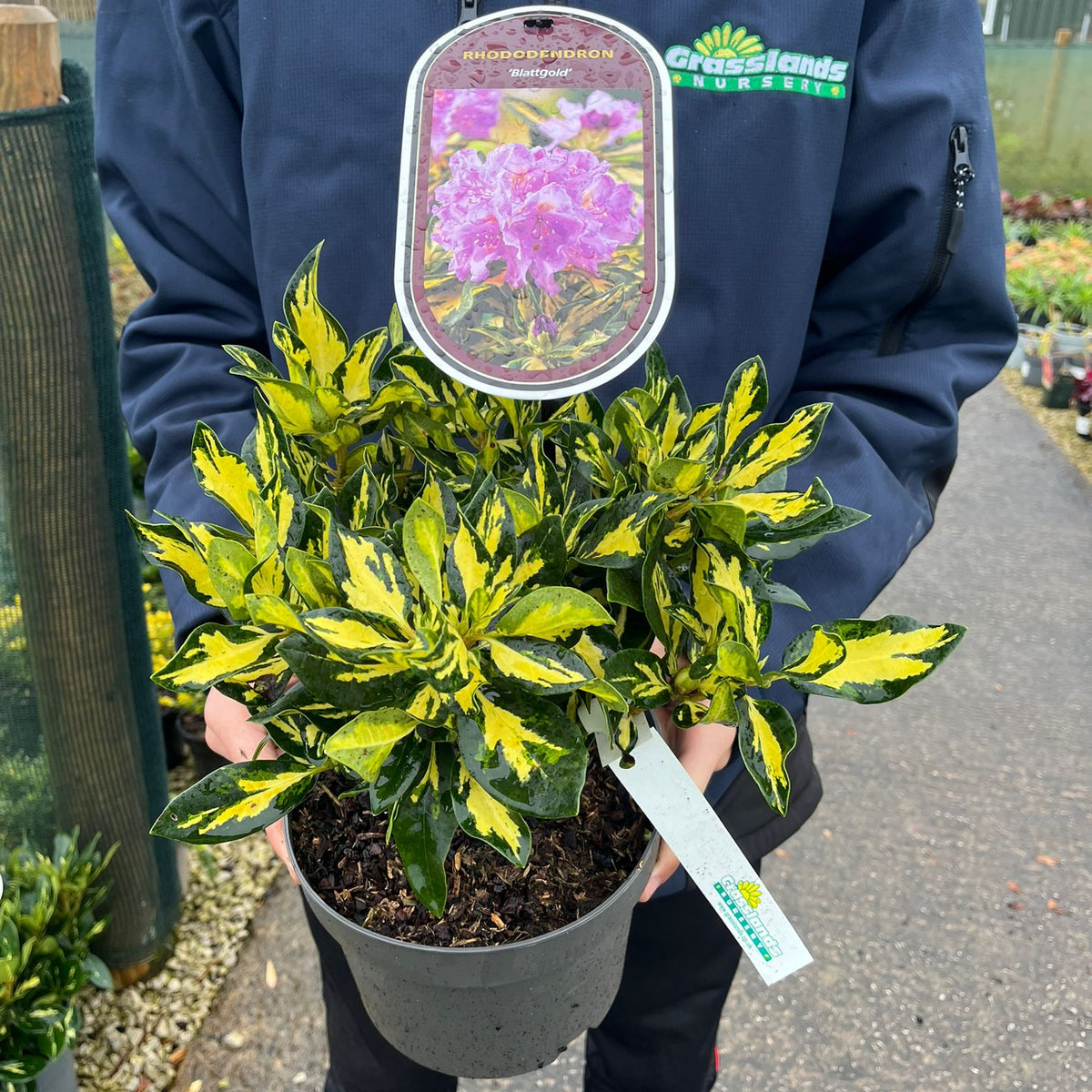 Rhododendron Blattgold 3 Litre Pot — Grasslands Nursery