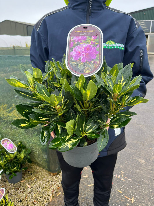 Rhododendron Hybrid Goldflimmer 3 Litre Pot