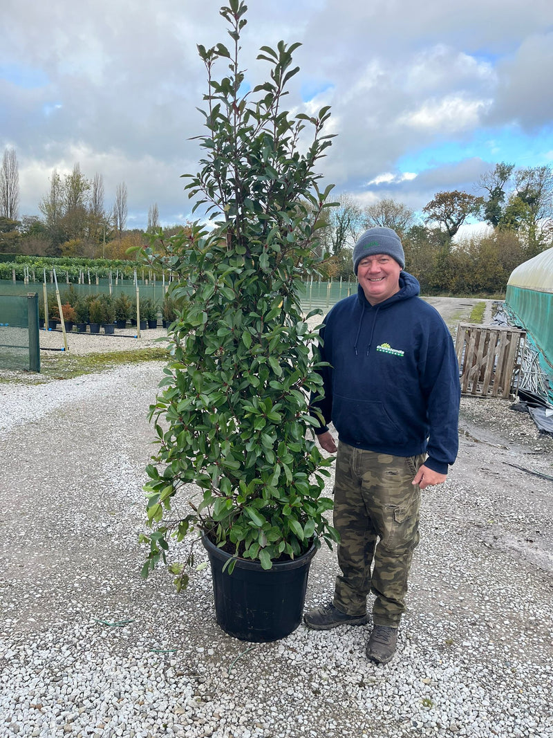 Photinia Red Robin Root Ball 190/210cm Specimen Pre Order October