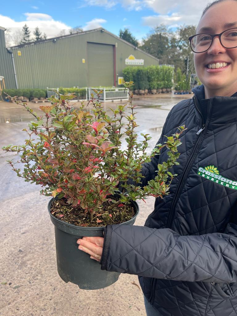Berberis Darwinii 5 Litre Pot
