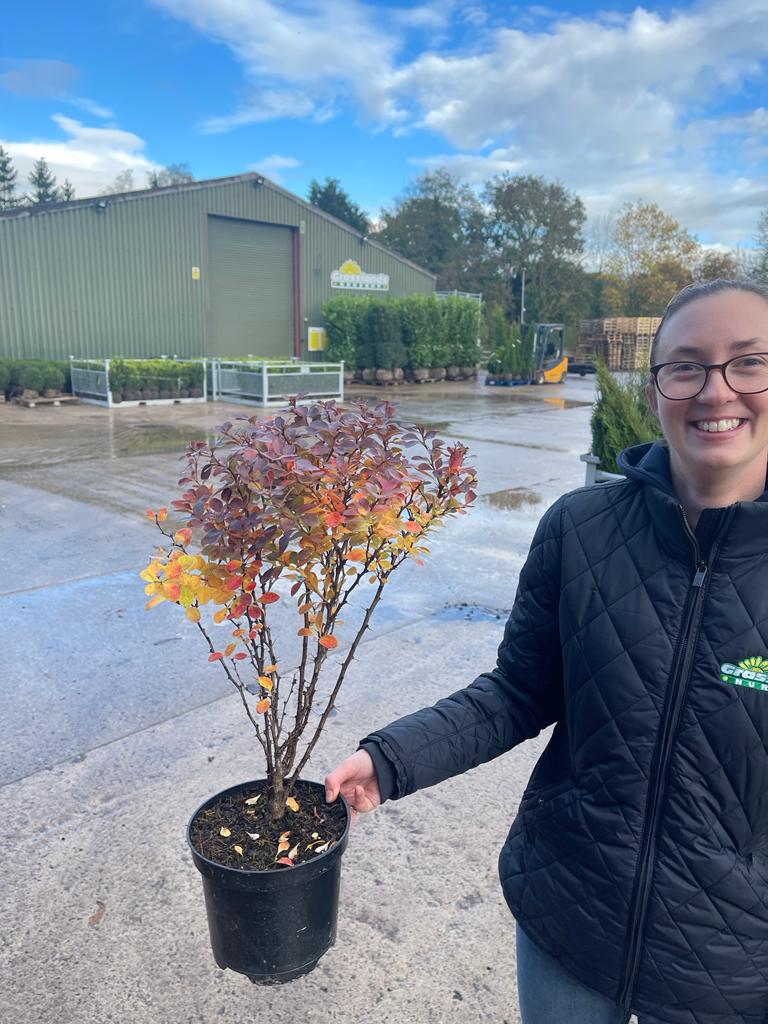 Berberis Atropurpurea 3 Litre Pot