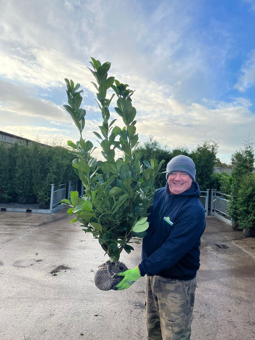 Laurel Hedging, Cherry Laurel 80/100cm Root Ball