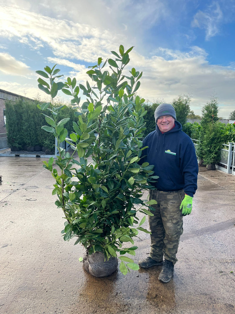 Laurel Hedging, Cherry Laurel Root Ball 170/190cm Pre Order October