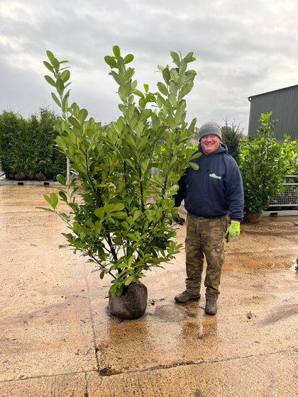 Laurel Hedging, Cherry Laurel Extra Wide Root Ball 180/200cm Pre Order November