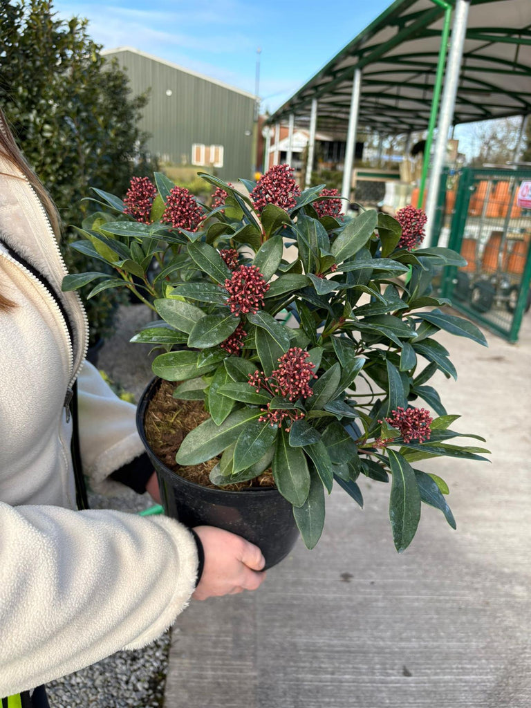 Skimmia Japonica Rubella 5 Litre Pot — Grasslands Nursery