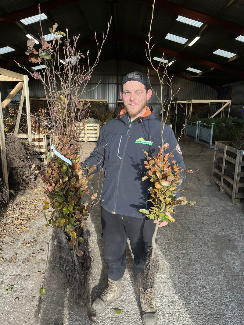 Copper Beech Hedging Bare Root 80/100cm