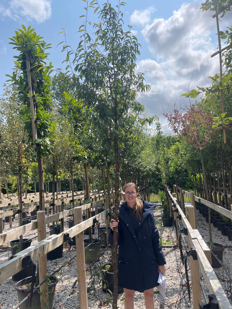 Prunus Serrula Heavy Standard 10-12cm Girth