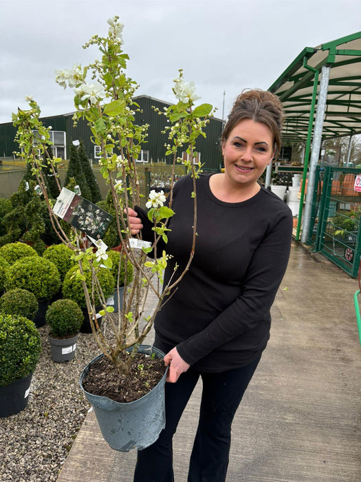 Exochorda serratifolia Snow White 10 Litre Pot