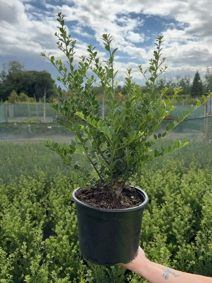 Ilex Crenata Green Hedge 5 Litre Pot