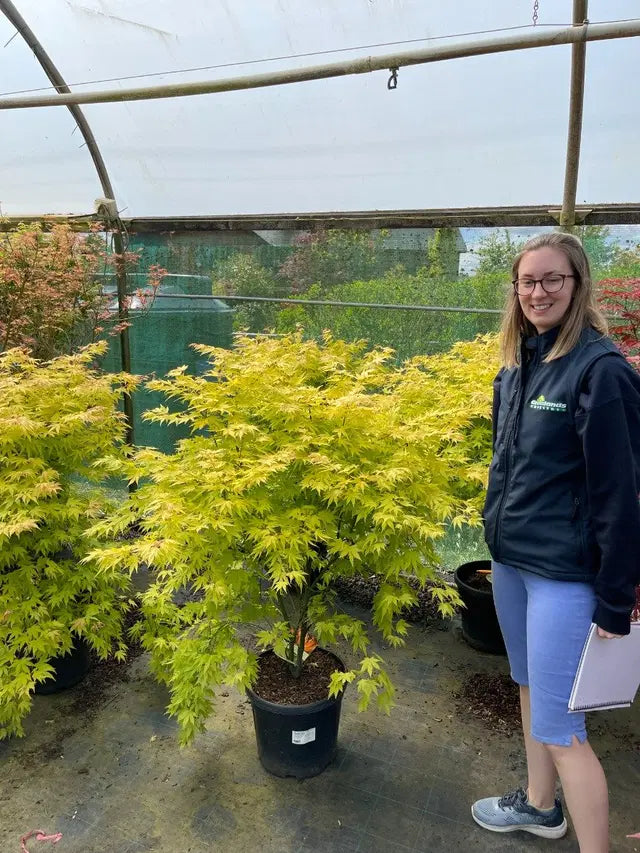 Acer palmatum Orange Dream 20 Litre Pot