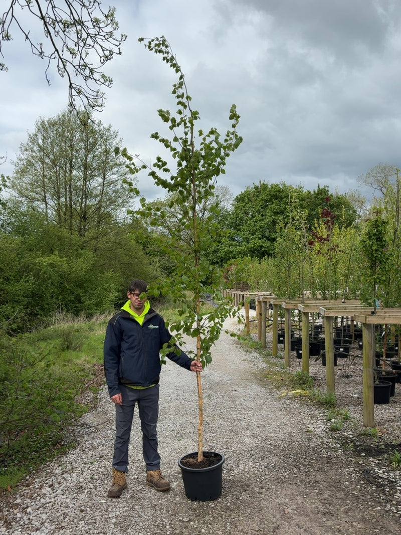 Betula Pendula 8/10cm Girth Standard Pot Growing Ready-Pre-Order June