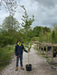 Betula Pendula 8/10cm Girth Standard Pot Growing Ready-Pre-Order June