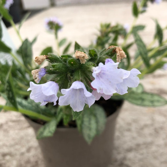 Pulmonaria Opal 2 Litre Pot