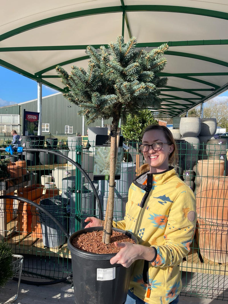 Picea Pungens Glauca Globosa 15 Litre Pot