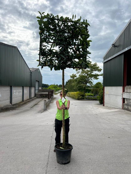 Prunus Novita Pleached Laurel Tree 200cm Stem 120x120cm Frame