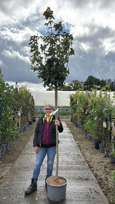 Acer Platanoides Globosum 25 Litre Pot 180cm Stem