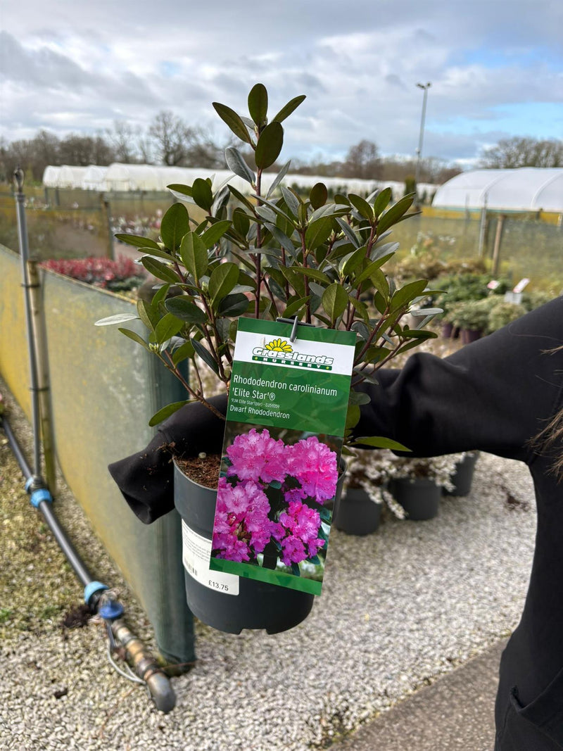 Rhododendron carolinianum Elite Star 2.3 Litre Pot — Grasslands Nursery