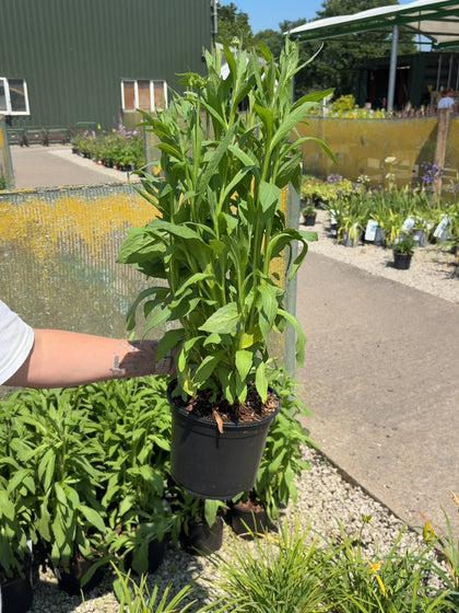 Helenium Mardi Gras 3 Litre