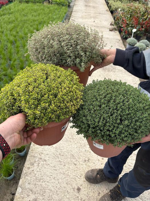 Thymus Vulgaris Mix 6 Litre Pot