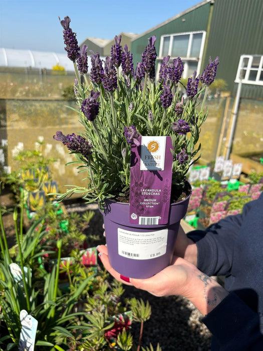 Lavender st.Anouk 1.5 Litre Pot