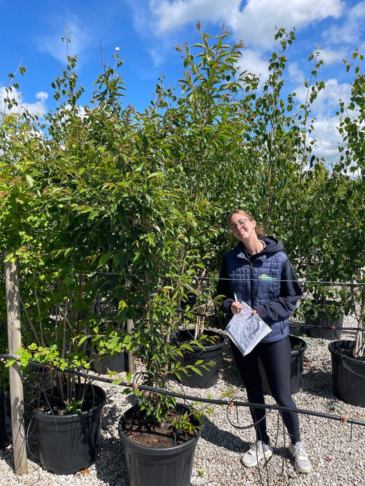 Prunus Royal Flame Multi Stem 175/200cm 55 Litre Pot