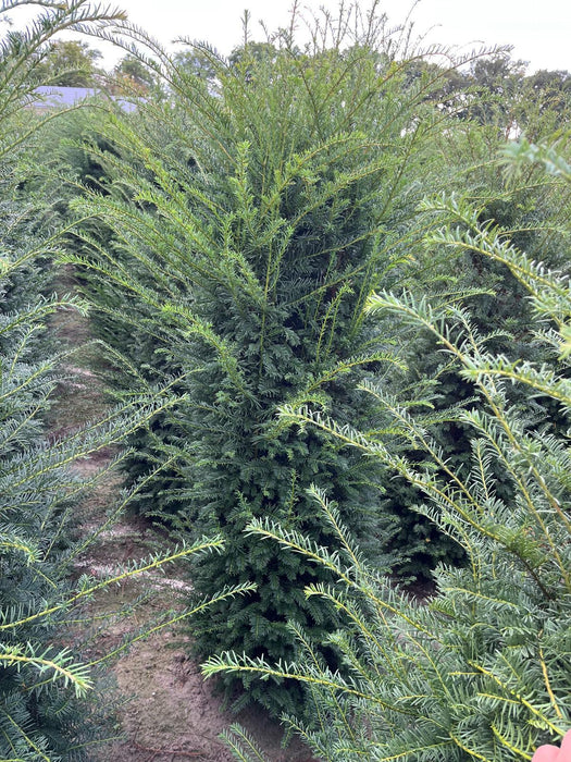 Pallet Deal Yew Hedging 125/150cm Extra Wide Root Ball Jan/Feb Del x 10