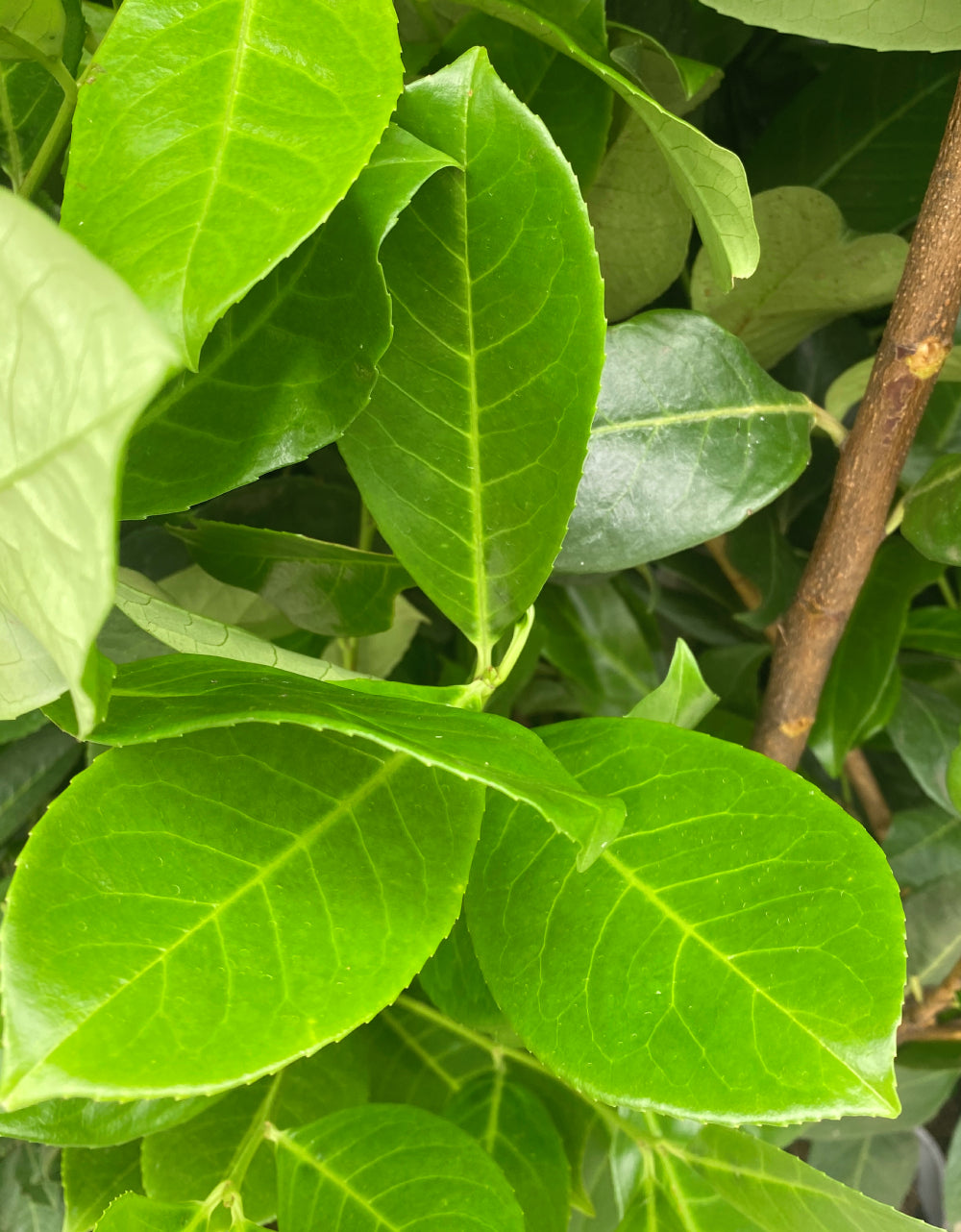 Laurel Hedging, Cherry Laurel Hedging 12 Litre Pot 125/150cm