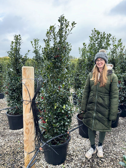 Ilex mes. Heckenfee 150/170cm