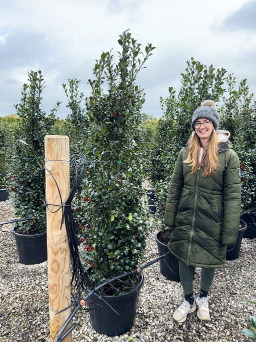 Ilex mes. Heckenfee 150/170cm