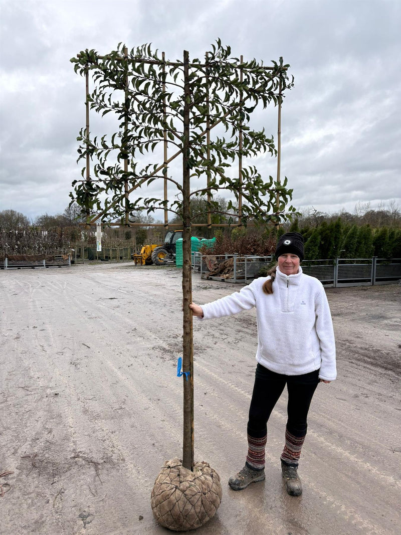 Prunus lusitanica Brenelia Pleached 10/12cm Girth 150cm Stem 120Wx100T Pre Order/Ready For June