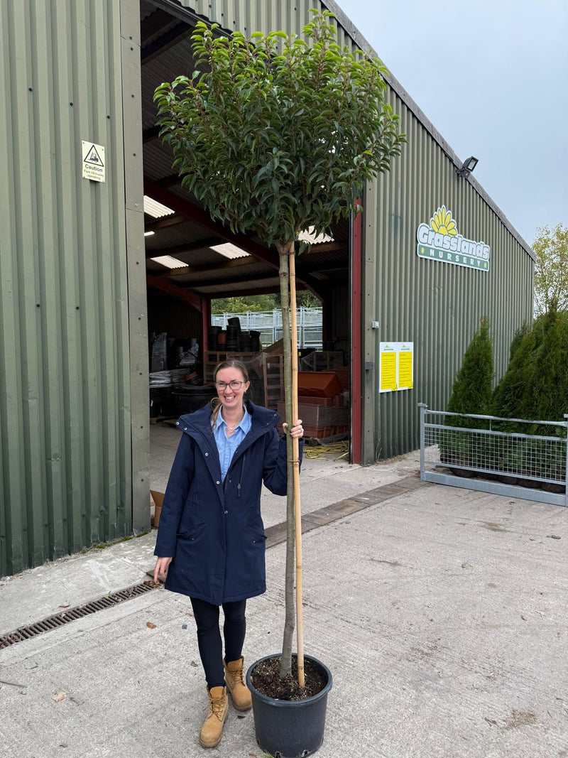 Prunus Lus.Mytrifolia Full Standard 25 Litre Pot 200cm Stem