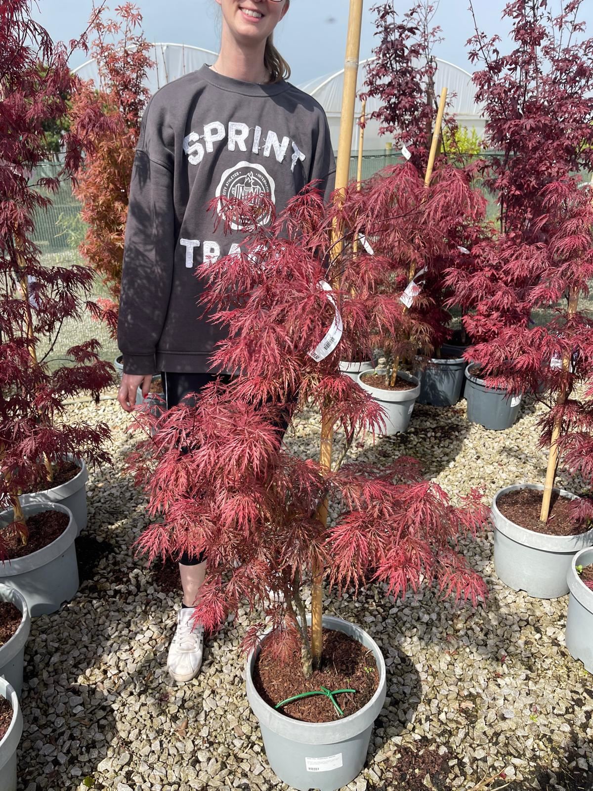 Acer palmatum dissectum Garnet 12 Litre Pot