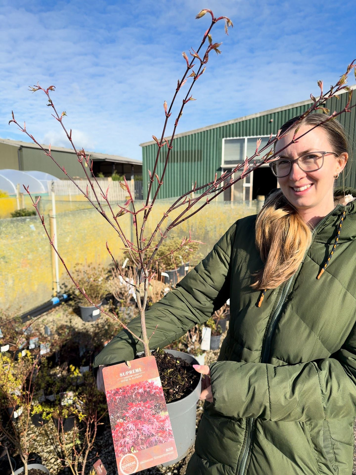 Acer palmatum Atropurpurea 4 Litre Pot 40/60cm Tall
