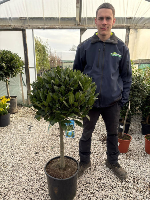 Laurus Nobilis 1/4 Standard 20 Litre Pot 50cm Stem 50/55cm Head