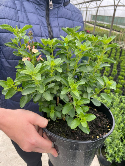 Salvia Jamensis Magical Rio Grande 3 Litre Pot