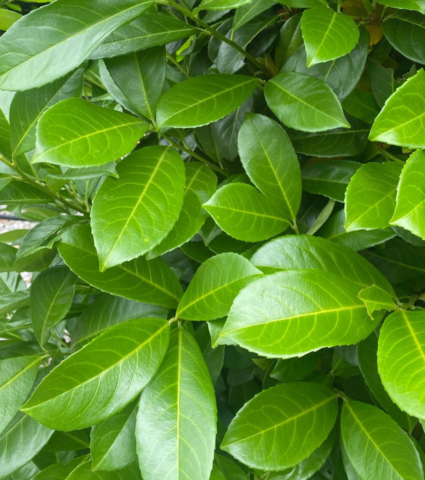 Cherry Laurel, Laurel Hedging,150/175cm Root Ball October Delivery