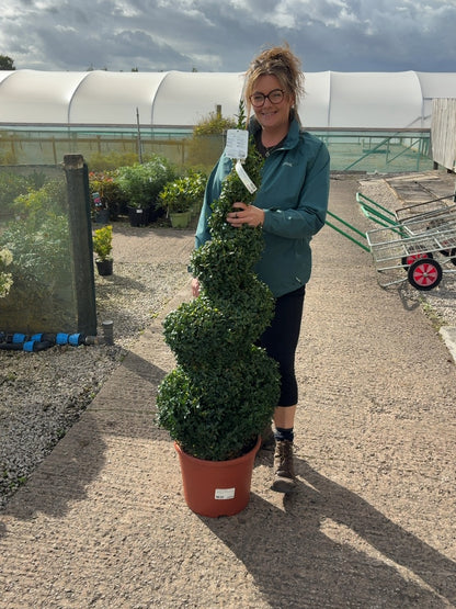 Buxus Spiral 120-140cm