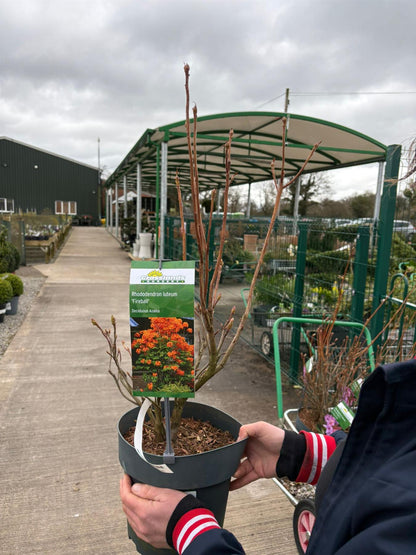 Azalea luteum Fireball 4.6 Litre Pot