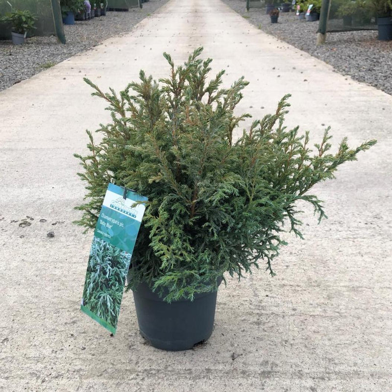 Chamaecyparis Baby Blue 5 Litre Pot
