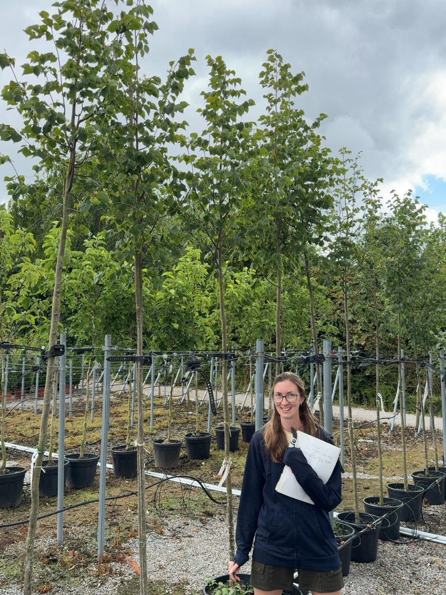 Tilia C. Greenspire Standard 8-10cm Girth