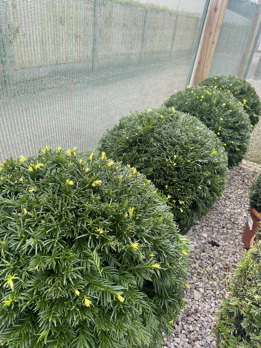 Taxus Baccata Topairy Yew Ball 50cm