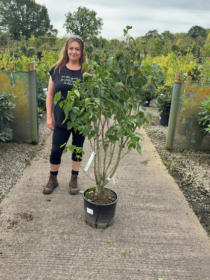 Syringa Madame Lemoine 20 Litre Pot 125/150cm