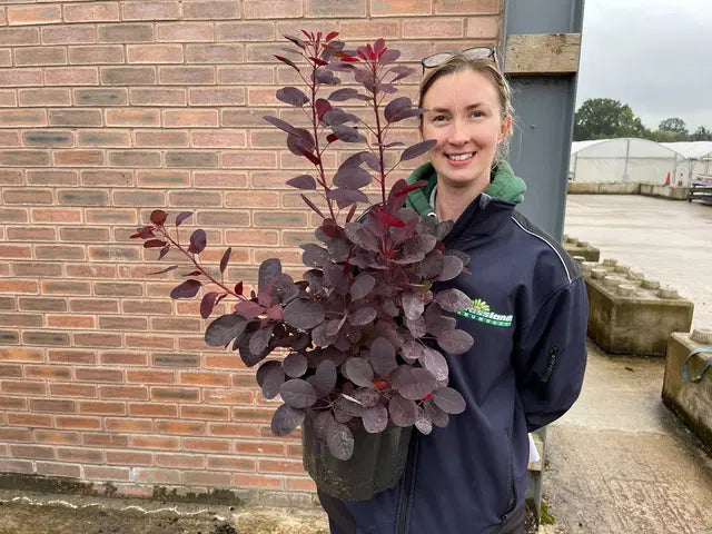 Cotinus coggygria Royal Purple 4.5 Litre Pot