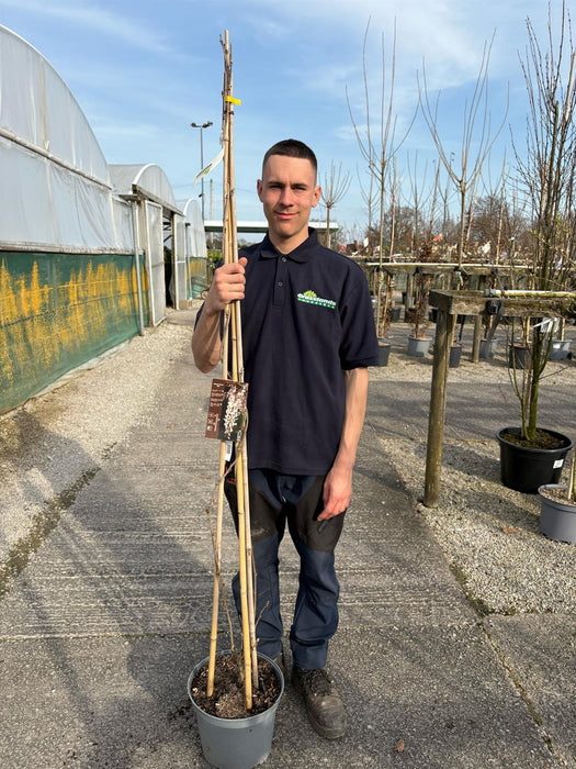 Wisteria Sinensis Alba 10 Litre Pot